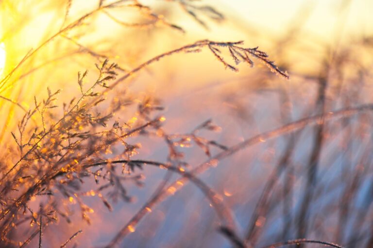 Frosted grasses