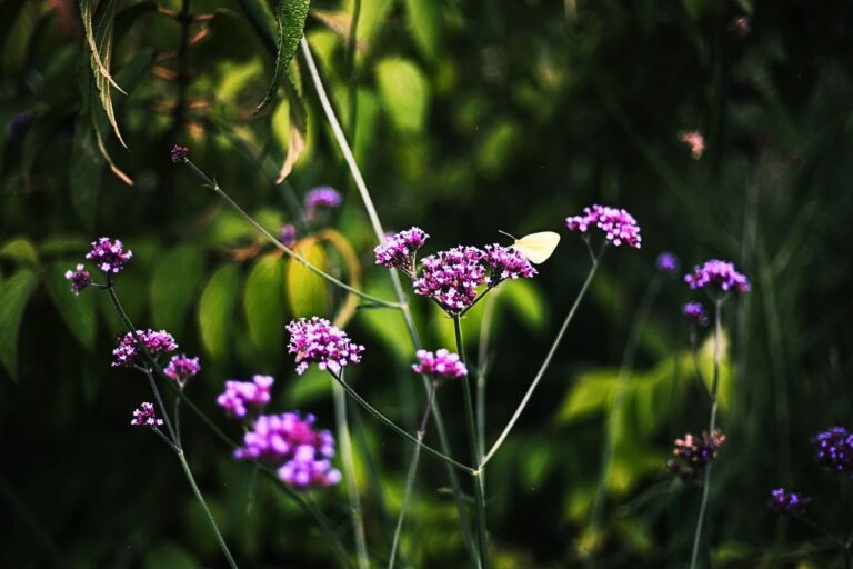 Verveine de Buenos aires + papillon