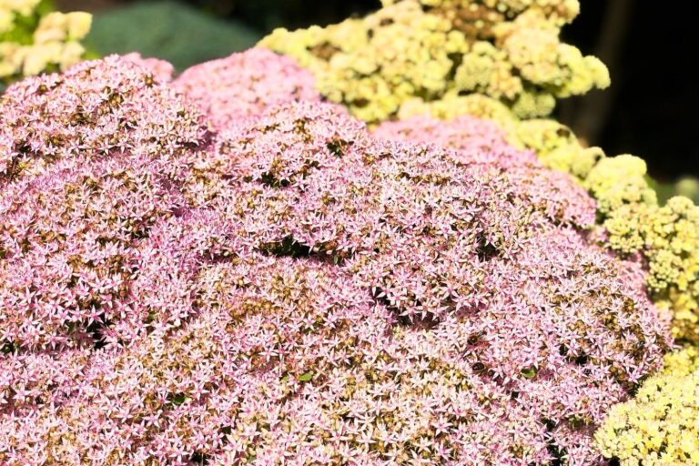 Sedum spectabile