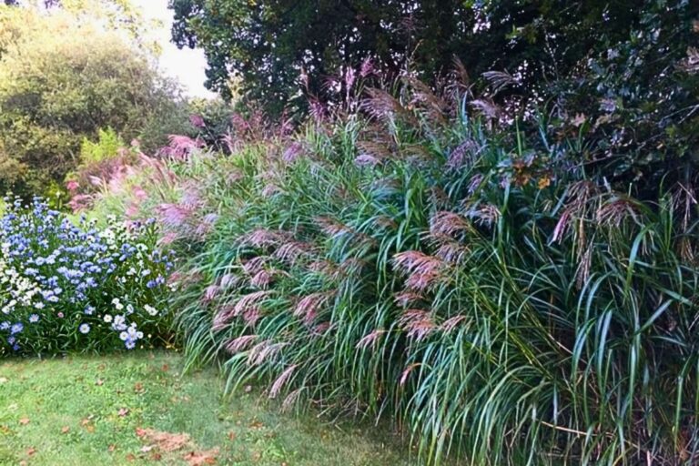 Asters + miscanthus