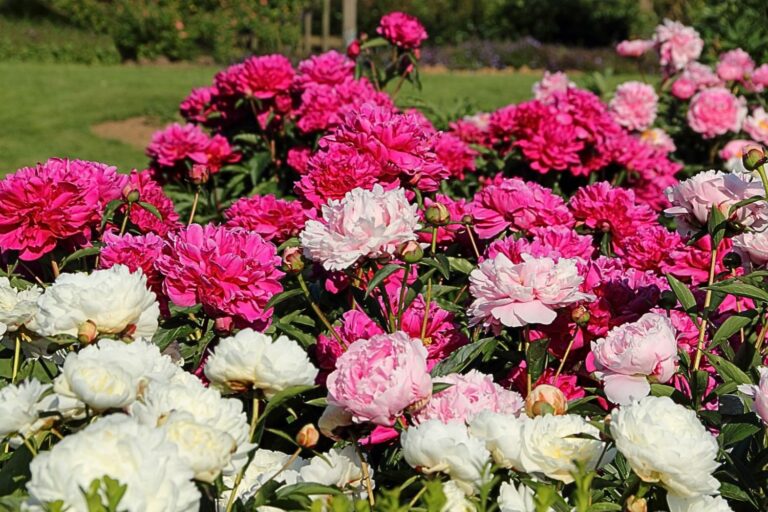 Où planter la pivoine
