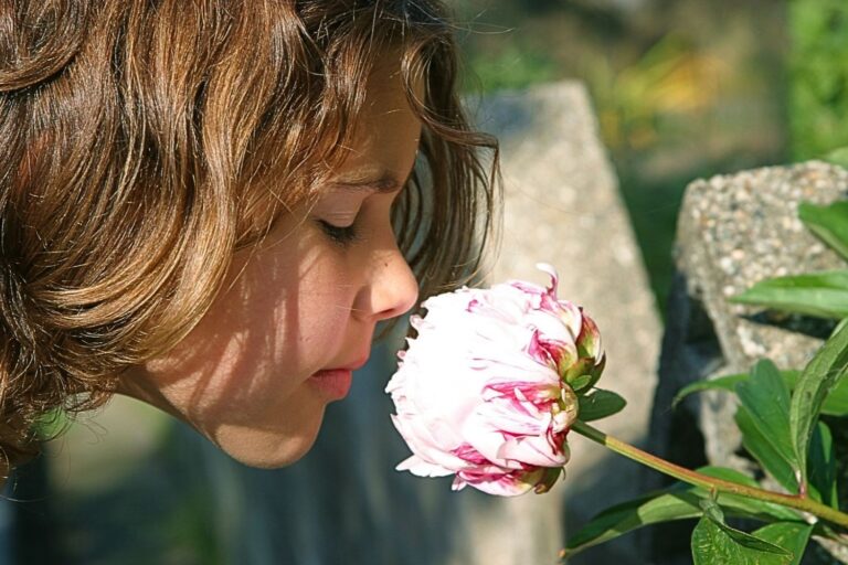 Planter pivoine