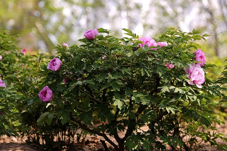 Pivoine arbustive