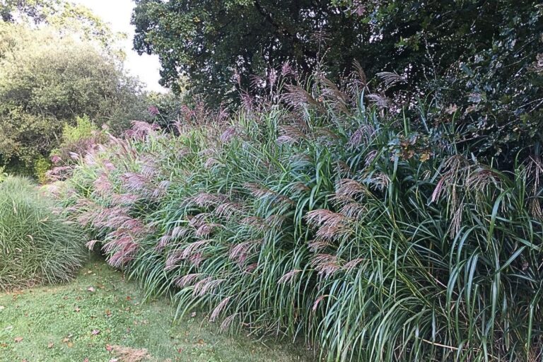 Miscanthus 'Gracillimus'