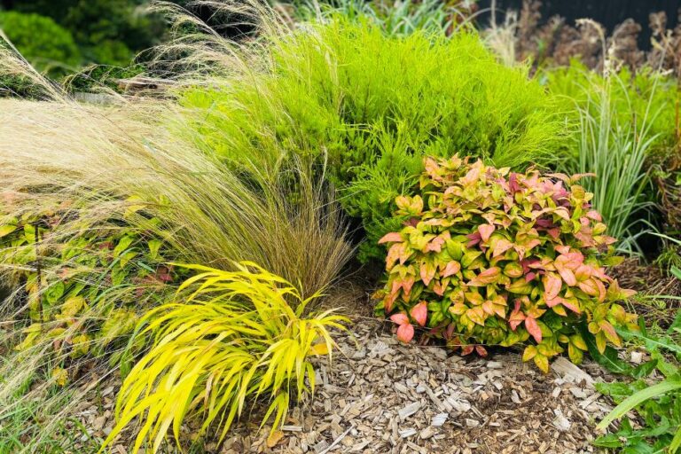 Massif hakonechloa stipa, diosma, nandina