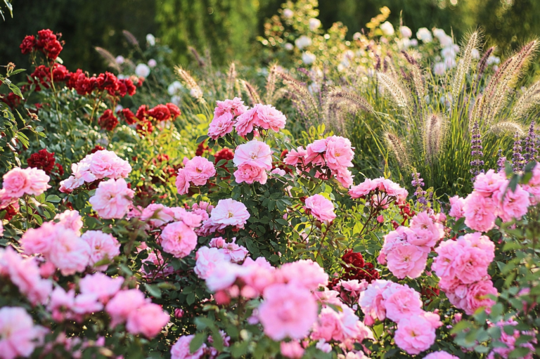 Graminées et rosiers