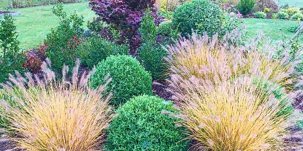 8 idées de massifs, bordures et haies pour structurer le jardin avec les graminées