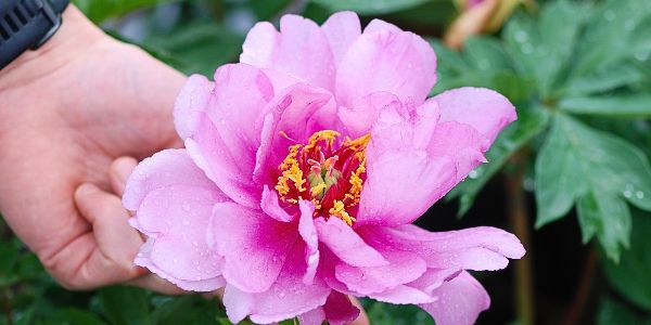 Où, quand et comment planter les pivoines ?