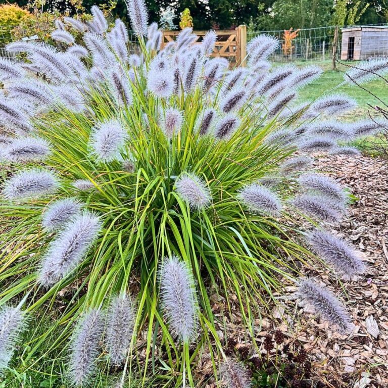Pennisetum-messiacum-red-buttons