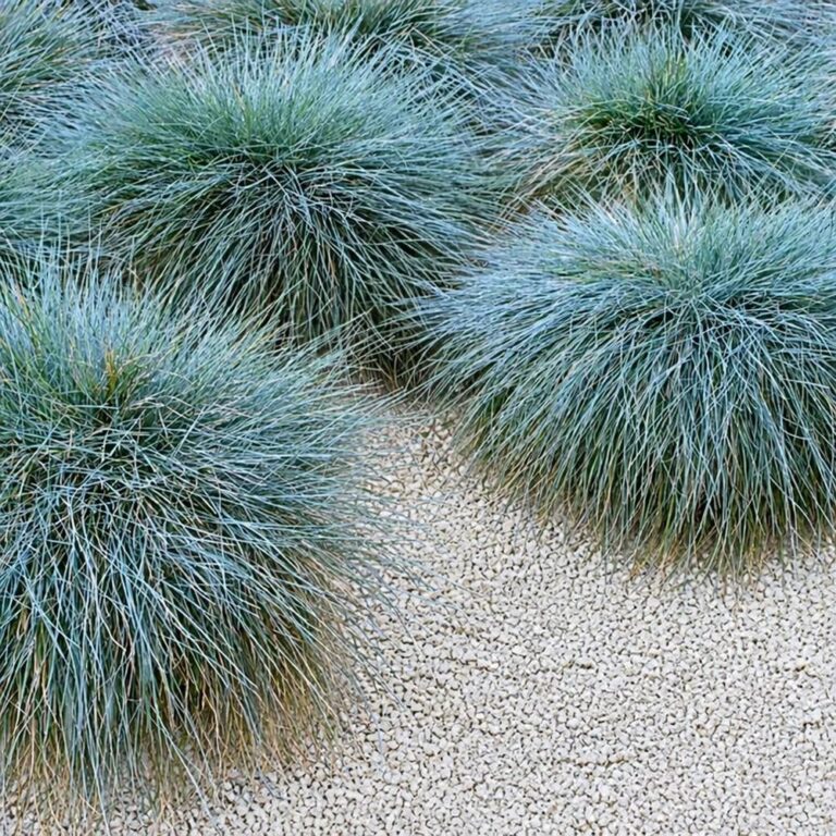 Fétuques bleues