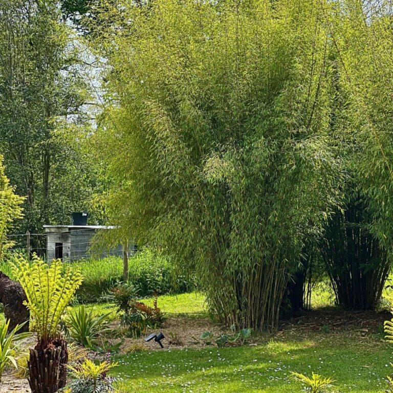 Fargesia 'Asian Wonder'