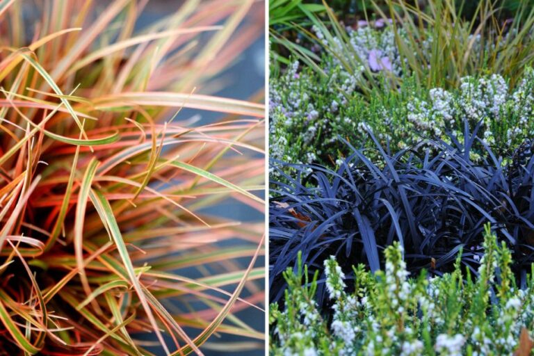 Uncinia Everflame et Ophiopogon Black Beard