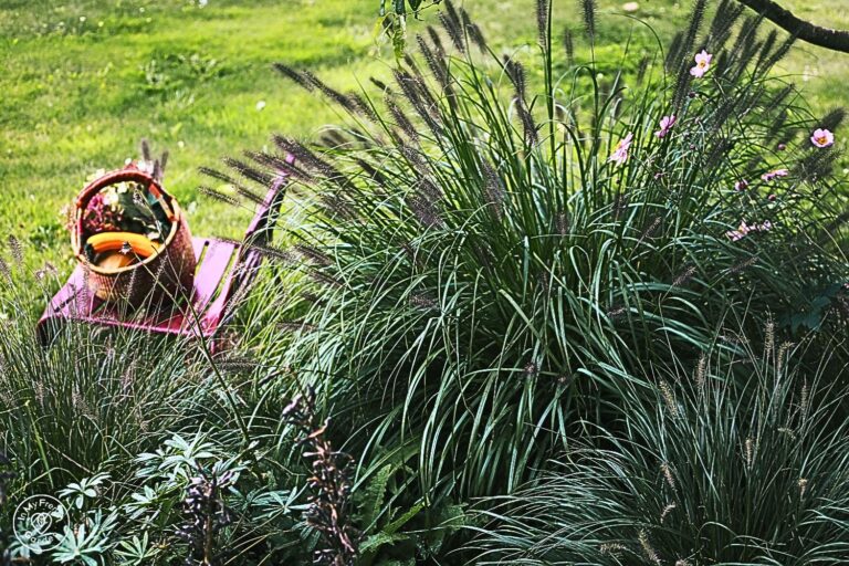 structurer le jardin avec les graminées