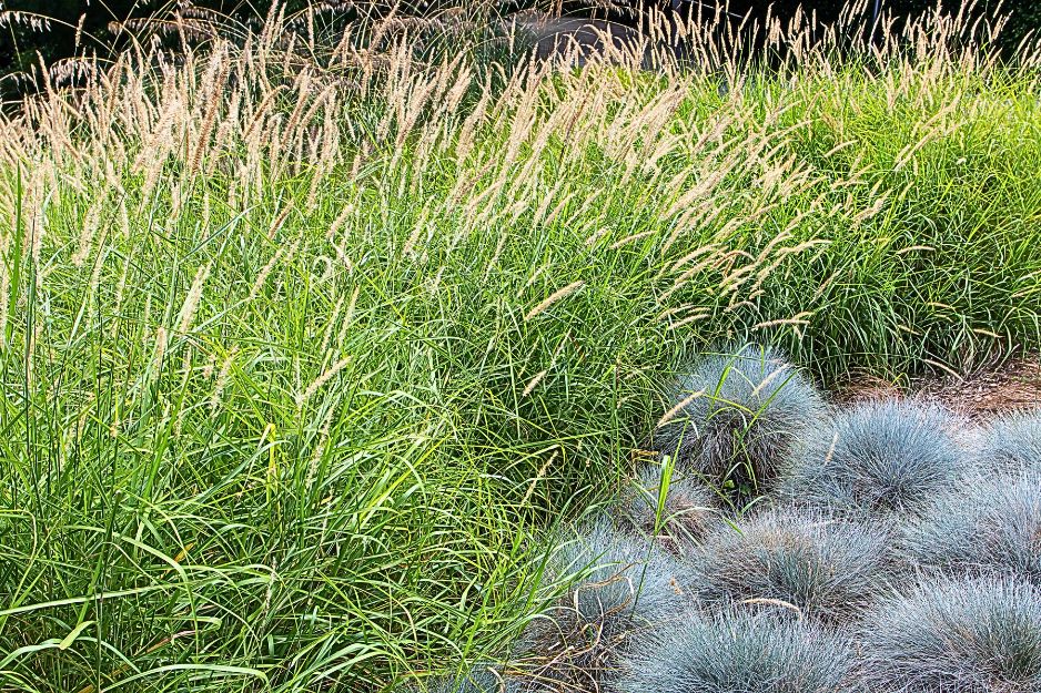 Pennisetum et fétuque bleue
