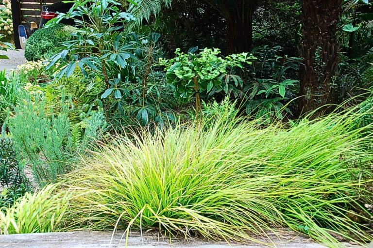 Carex Everillo