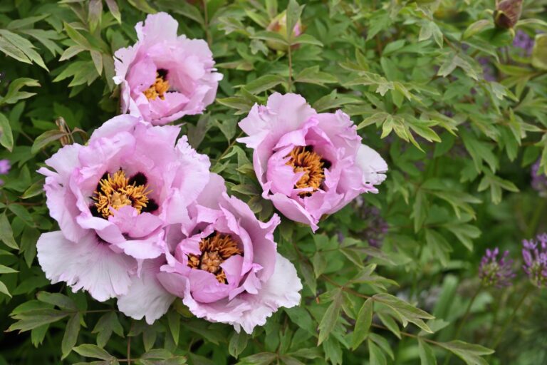 pivoine