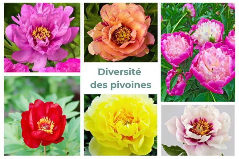 Diversité des pivoines