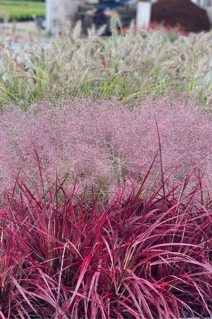 PENNISETUM Fireworks ERAGROSTIS Purpe Love Grass PENNISETUM Gebstiel